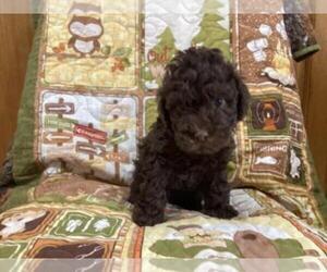 Poovanese Puppy for sale in SHILOH, OH, USA