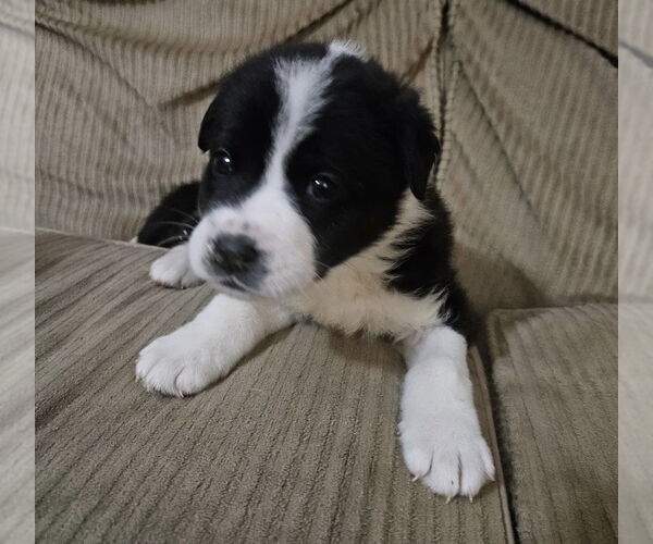 Medium Photo #1 Great Pyrenees-Unknown Mix Puppy For Sale in OKLAHOMA CITY, OK, USA
