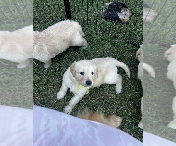 Medium Photo #39 Golden Retriever Puppy For Sale in BIG CABIN, OK, USA