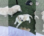 Small Photo #39 Golden Retriever Puppy For Sale in BIG CABIN, OK, USA