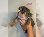 Small #1 English Bulldog