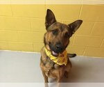 Small Photo #1 German Shepherd Dog Puppy For Sale in Lawrence, KS, USA