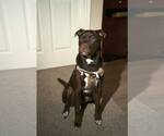 Small #1 Labrador Retriever Mix