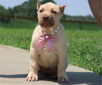 Puppy Cyan Collar American Bully