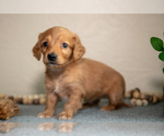 Small Photo #3 Dachshund Puppy For Sale in NAPPANEE, IN, USA