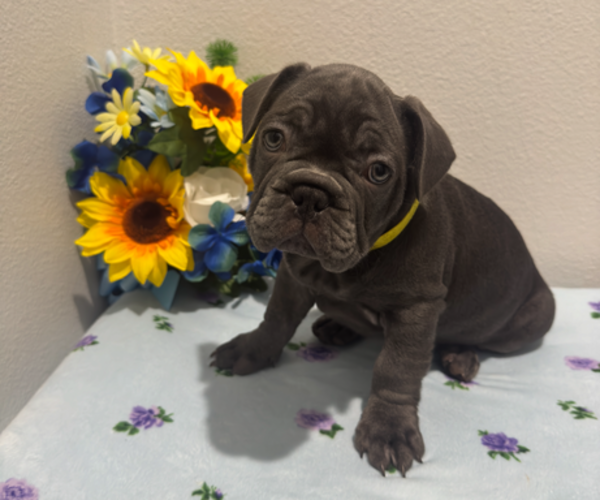 Medium Photo #13 French Bulldog Puppy For Sale in VALRICO, FL, USA