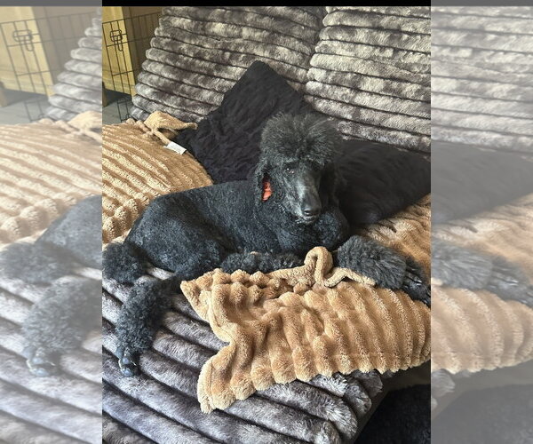 Medium Photo #2 Poodle (Standard)-Unknown Mix Puppy For Sale in Rockaway, NJ, USA