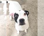 Small #3 Staffordshire Bull Terrier Mix