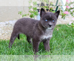 Puppy Browny Pomsky