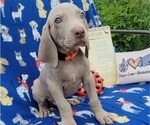 Small Photo #17 Weimaraner Puppy For Sale in NEWCASTLE, OK, USA