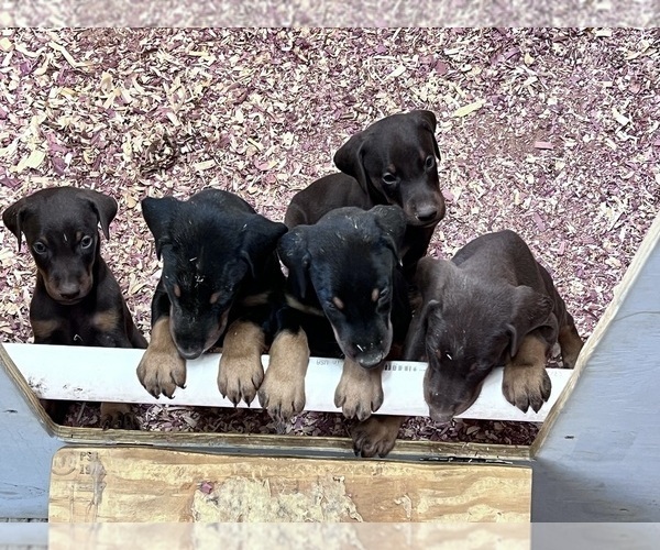 Medium Photo #1 Doberman Pinscher Puppy For Sale in HARTSELLE, AL, USA