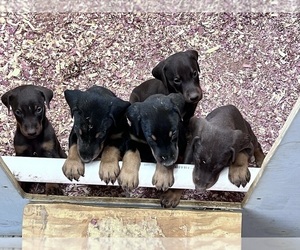 Doberman Pinscher Puppy for sale in HARTSELLE, AL, USA