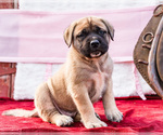 Puppy Adam Mastiff