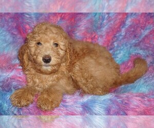 Labradoodle Puppy for sale in LA HABRA, CA, USA