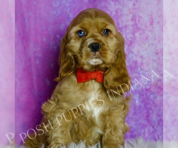 Medium Photo #6 Cocker Spaniel Puppy For Sale in WARSAW, IN, USA