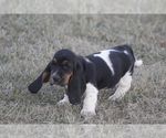 Small #12 Basset Hound