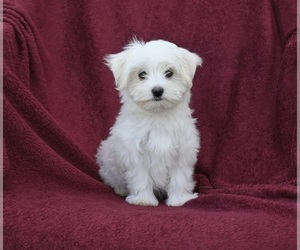 Maltese Puppy for Sale in BALTIC, Ohio USA