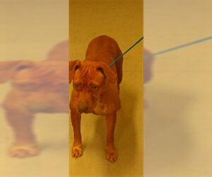 Labrador Retriever-Unknown Mix Dogs for adoption in Sanford, FL, USA