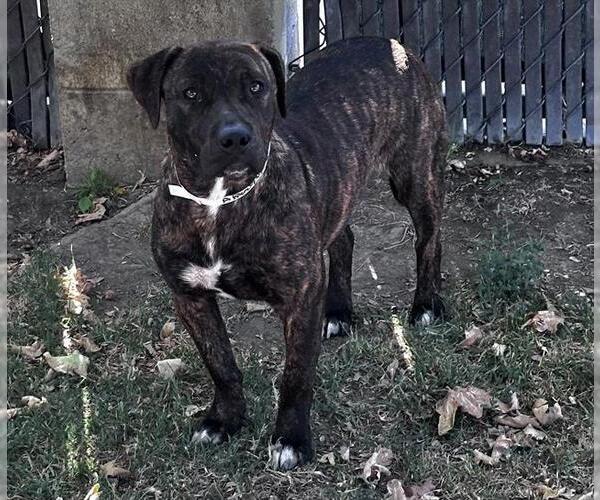 Medium Photo #2 American Pit Bull Terrier-Unknown Mix Puppy For Sale in Riverside, CA, USA