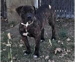 Small #1 American Pit Bull Terrier Mix