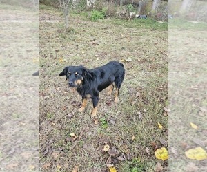 Father of the English Shepherd puppies born on 03/13/2026