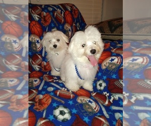 Maltese Puppy for sale in SAINT CLOUD, FL, USA