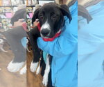 Small #3 Labrador Retriever Mix