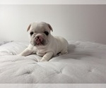 Small Photo #11 French Bulldog Puppy For Sale in STATEN ISLAND, NY, USA