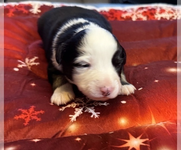 Medium Photo #76 Australian Shepherd Puppy For Sale in SALISBURY, NC, USA