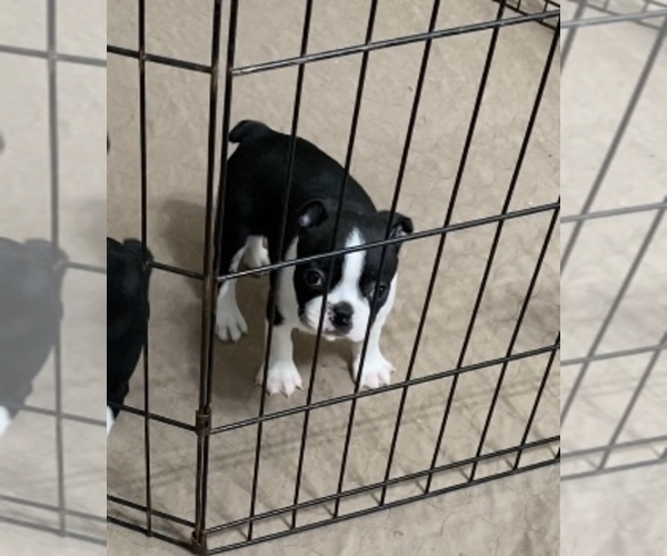 Medium Photo #2 Boston Terrier Puppy For Sale in GLOUCESTER, VA, USA