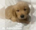 Puppy Belle Golden Retriever