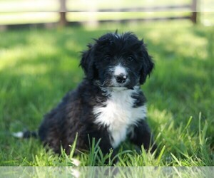 Bernedoodle Dogs for adoption in EWING, VA, USA