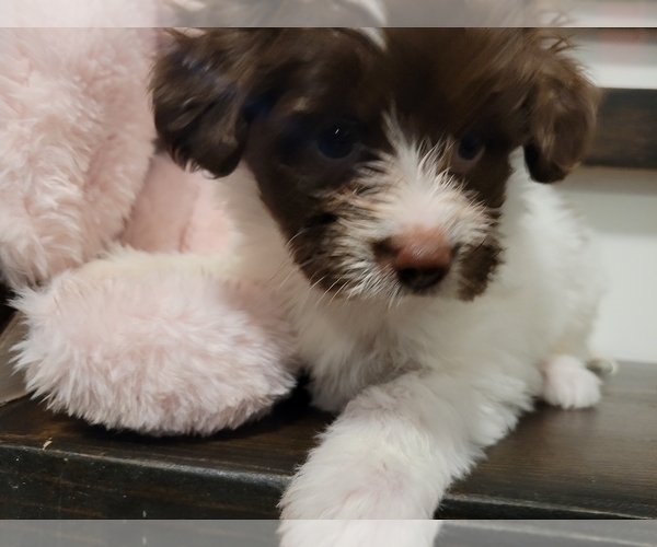 Medium Photo #5 Pomsky Puppy For Sale in CHICAGO RIDGE, IL, USA