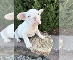 Small #1 French Bulldog