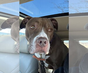 American Pit Bull Terrier-American Staffordshire Terrier Mix Dogs for adoption in Techny, IL, USA