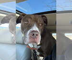Small #2 American Pit Bull Terrier-American Staffordshire Terrier Mix