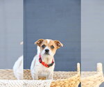 Small #1 Cairn Terrier Mix