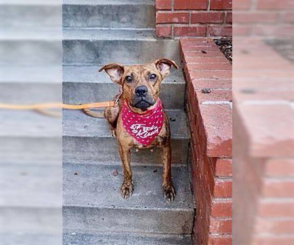 Medium Photo #3 American Staffordshire Terrier-Boxer Mix Puppy For Sale in Dana Point, CA, USA