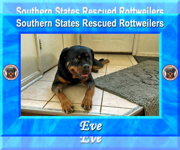 Medium Photo #4 Rottweiler Puppy For Sale in White Hall, AR, USA