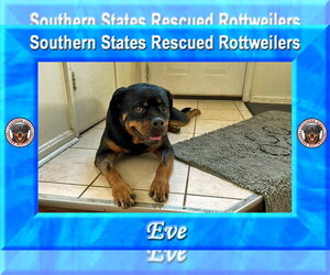 Eve - Female Rottweiler Dog for Adoption - Photo #4