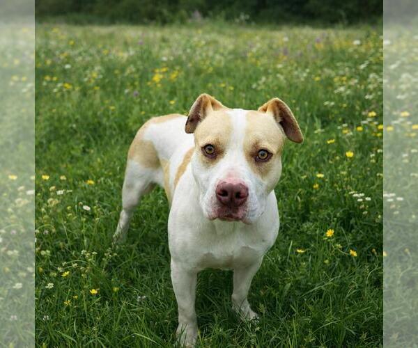 Medium Photo #14 Mutt Puppy For Sale in Rockwall, TX, USA