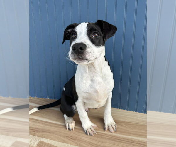 Medium Photo #9 American Bulldog-Unknown Mix Puppy For Sale in Lakewood, CO, USA