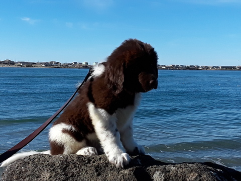 Medium Photo #5 Newfoundland Puppy For Sale in CITRUS HEIGHTS, CA, USA