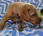 Small #13 Labrador Retriever