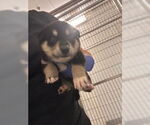 Small #1 German Shepherd Dog Mix
