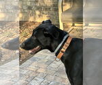 Small #12 Labrador Retriever Mix
