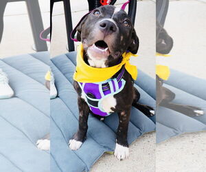 American Pit Bull Terrier-Labrador Retriever Mix Dogs for adoption in Princeton, MN, USA