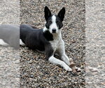 Small Border Collie