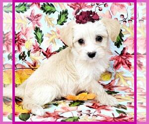 Maltipoo Puppy for Sale in TAYLOR, Texas USA