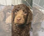 Small Photo #2 Poodle (Standard) Puppy For Sale in NEWFIELD, NJ, USA